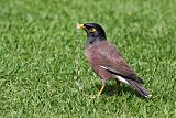 Common Myna